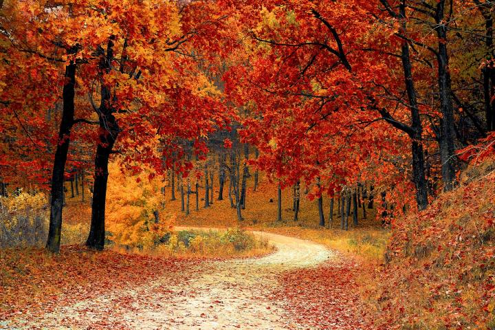fall-1072821_1920_0